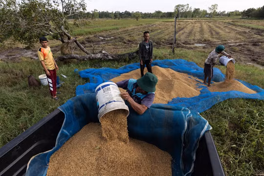 Giá gạo châu Á có thể tăng lên mức cao nhất trong vòng 15 năm