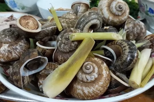 Hấp dẫn món ốc đá Ninh Bình