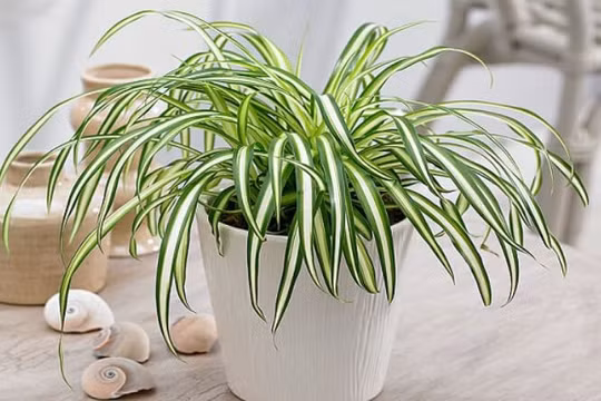 Cách lựa chọn cây phong thủy theo mệnh mang lại may mắn