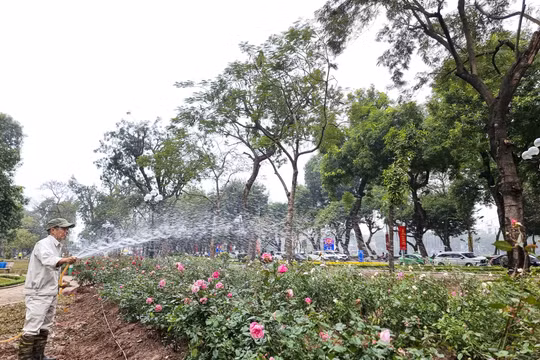 Trồng 10.000 cây hoa hồng vào vị trí phá hàng rào tại Công viên Thống Nhất