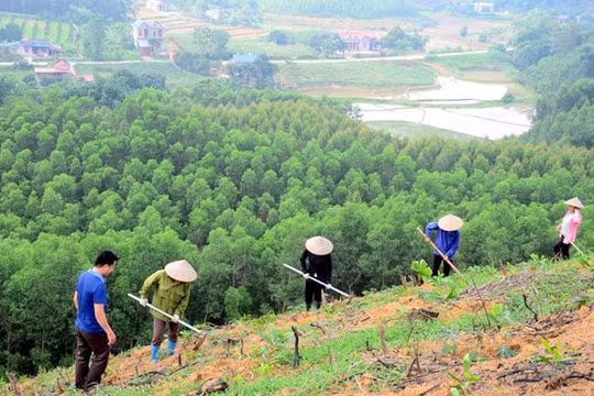 83% vốn phát triển rừng từ nguồn xã hội hóa
