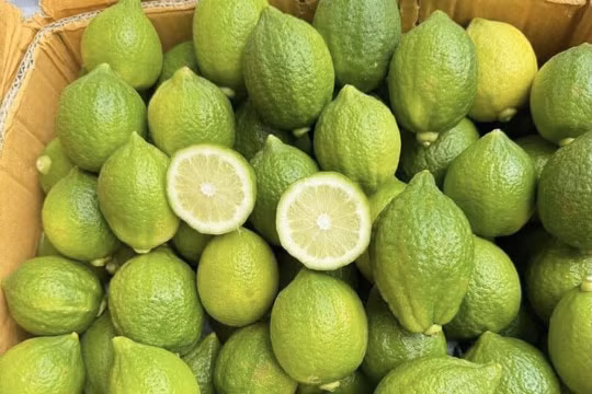 Hậu “cơn sốt” trà chanh giã tay, chanh tươi Quảng Đông hạ giá mạnh