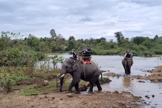 Đắk Lắk dừng khai thác dịch vụ cưỡi voi