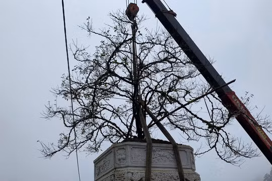 Nhất chi mai Sa Pa đại thụ giá bán 150 triệu đồng