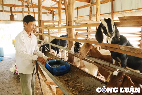 Hà Nội hướng tới tái chế chất thải chăn nuôi thành sản phẩm thân thiện môi trường