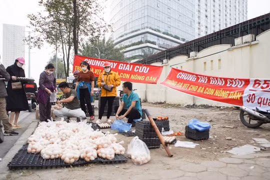 Đề nghị không tiêu thụ trứng gà được bán dưới danh nghĩa giải cứu