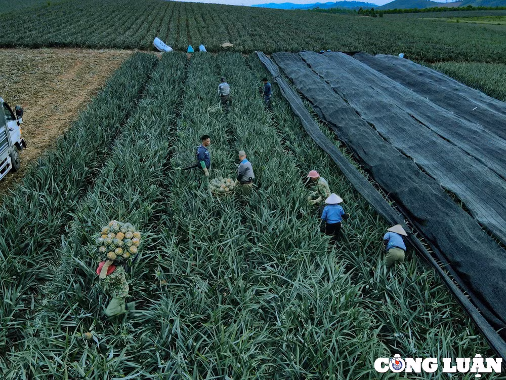 niem vui cua nguoi nong dan tren nhung canh dong dua hinh 11