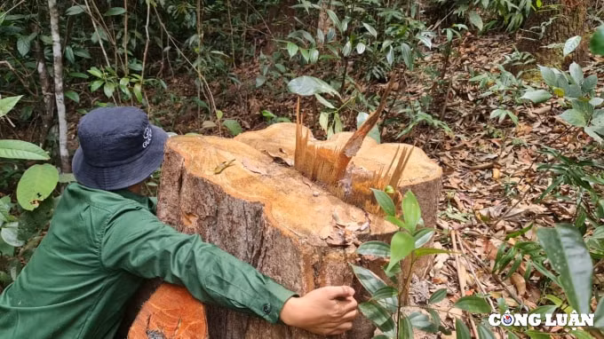 gia lai xa di kiem tra hang ngay van khong biet lam tac mo cong truong khai thac go hinh 1
