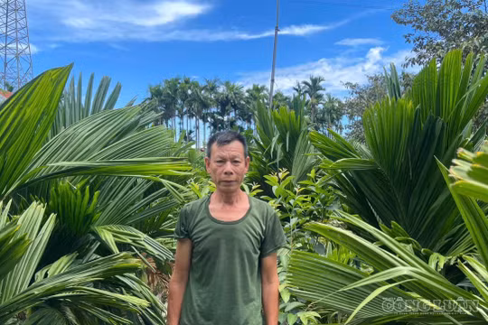 Từ chục cây giống, lão nông xứ Nghệ có vườn cau bội thu