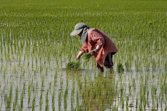 Gạo Thái Lan, mía Ấn Độ sớm chịu tác động của El Nino