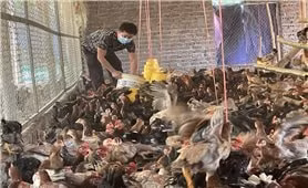 Anh Hà Văn Thương đang thành công với mô hinh nuôi gà trang trại 
