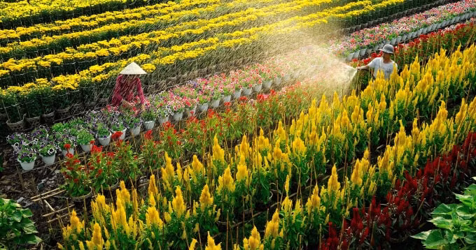 Làng hoa cảnh rực rỡ là một trong những yếu tố thu hút du khách đến với Sa Đéc – Đồng Tháp.