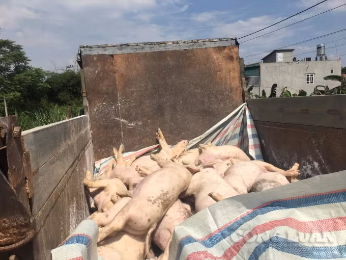 Từ cấp huyện đến cấp xã cũng khiến việc tiêu hủy bị chậm chễ, ảnh hưởng đến môi trường và tăng nguy cơ lây lan dịch bệnh.