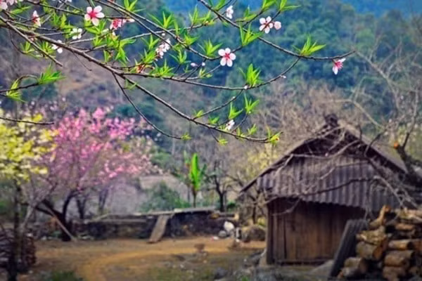 Những cây đào được trồng trên nương, rẫy tại các tỉnh vùng cao Tây Bắc. Ảnh: Cao Anh Tuấn.