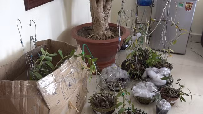 Nhiều chậu phong lan đột biến có giá trị được cơ quan thu giữ. Ảnh: danviet.vn