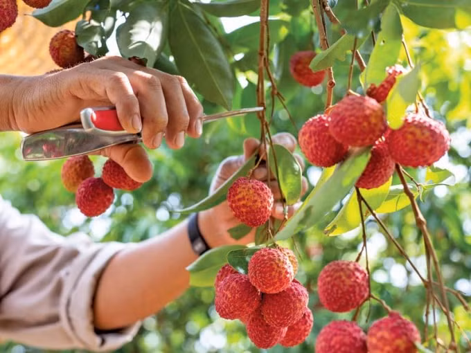 Việt Nam có cơ hội xuất khẩu vải tươi sang Nhật. Ảnh: TL