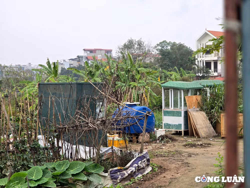 ha noi tap trung phat trien noxh tai long bien mot du an van chi trong rau nuoi ga gay lang phi hinh 9