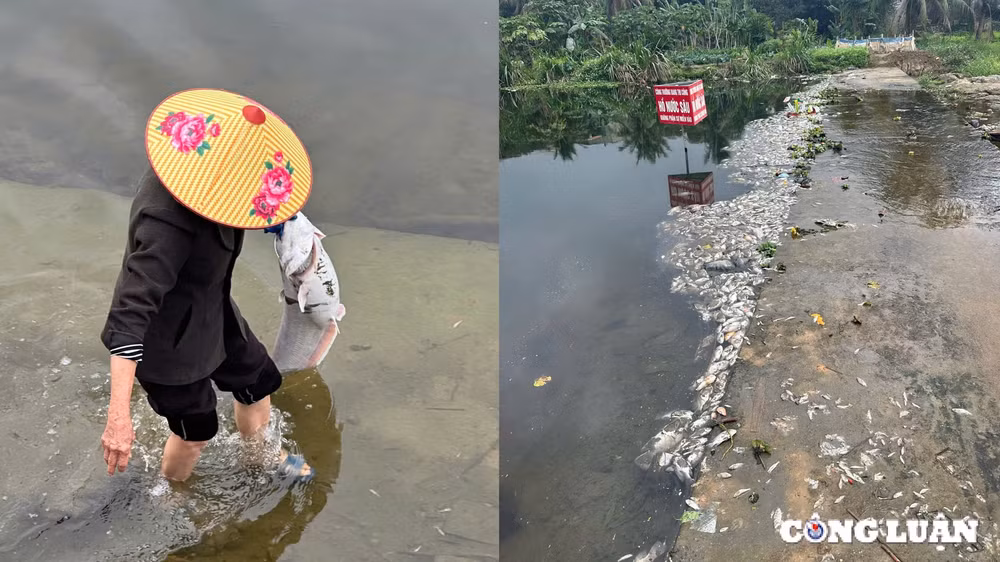 thanh hoa ca chet tren suoi co dam la do o nhiem nguon nuoc hinh 1