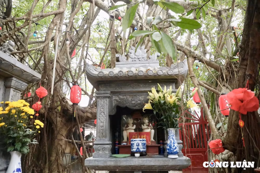 doc dao cay xanh khong lo nghin nam tuoi tai tuyen quang hinh 9