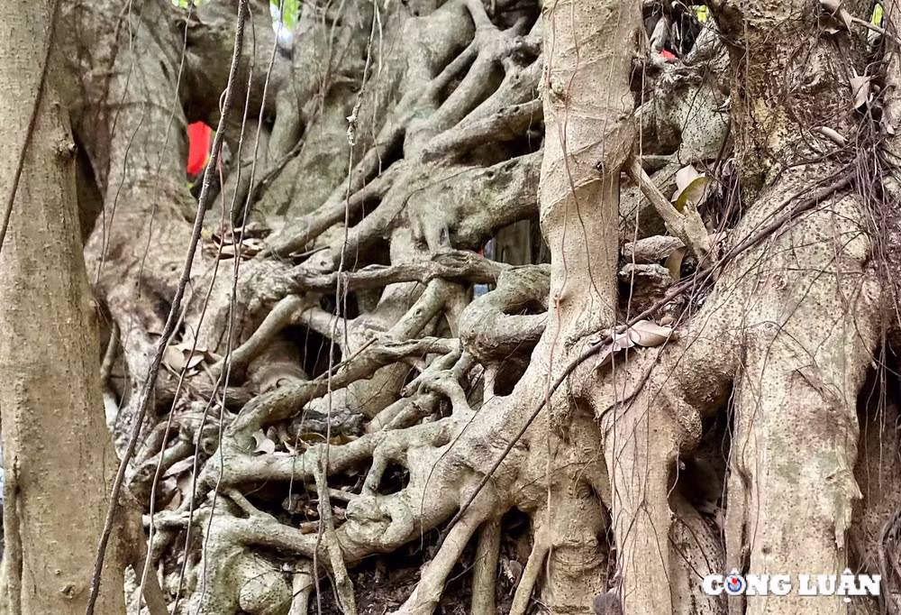 doc dao cay xanh khong lo nghin nam tuoi tai tuyen quang hinh 8