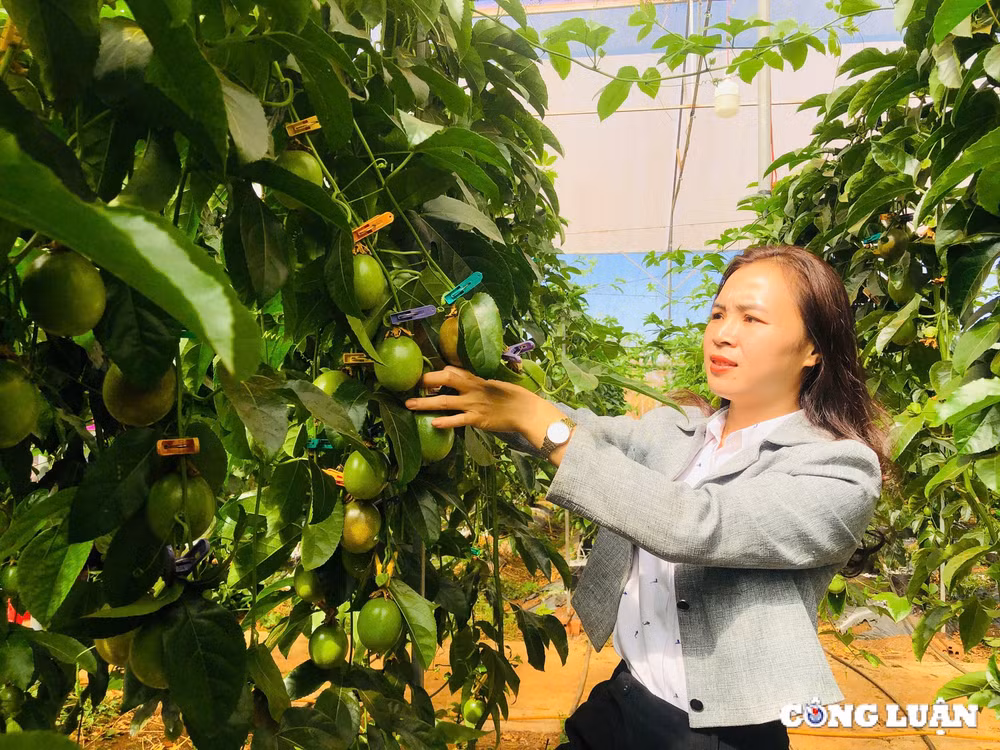 gia lai ung dung cong nghe cao trong chanh day trong nha kinh de xuat khau sang chau au hinh 3