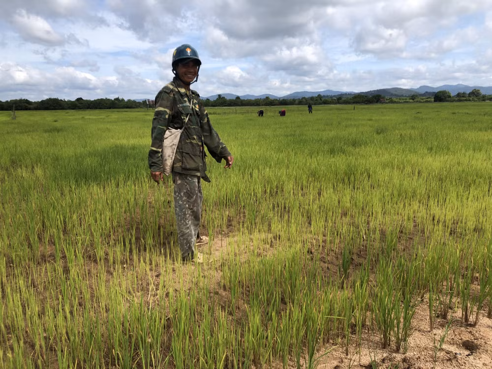 Vì phụ thuộc hoàn toàn vào nước trời nên mỗi năm anh Ksor Linh chỉ làm được 1 vụ lúa, tuy nhiên năng suất thấp có năm còn mất trắng 