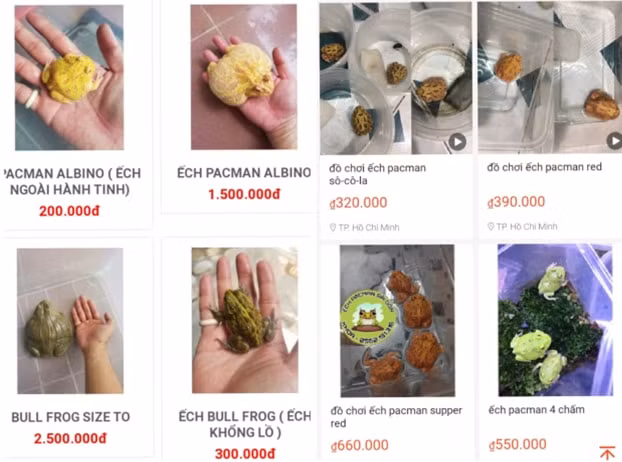 Ếch cảnh Pacman được bày bán trên các trang thương mại điện tử với giá gần 1 triệu đồng/con.