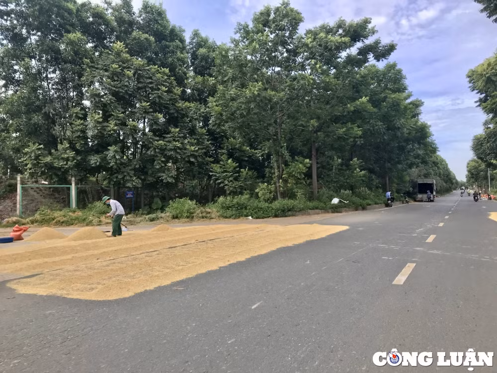 Việc trưng dụng mặt đường để phơi thóc chiếm gần hết lòng đường, chỉ còn lại một lối đi hẹp dành cho các phương tiện giao thông.