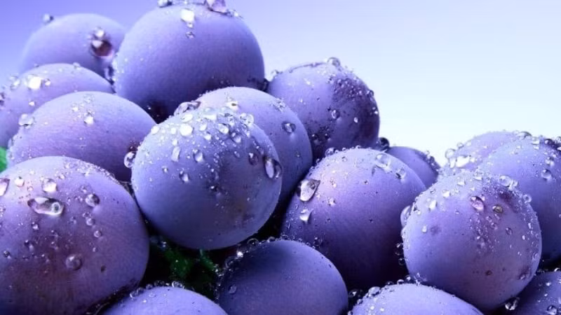 Việt quất:&nbsp;Là một loại quả giàu Vitamin, có hương vị thơm ngon, nhưng việt quất lại là “thủ phạm” gây ố răng nếu bạn ăn quá nhiều mà không vệ sinh răng miệng sau khi ăn.