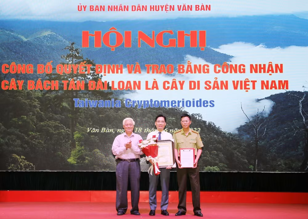 lao cai 2 cay bach tan dai loan duoc cong nhan la cay di san viet nam hinh 2