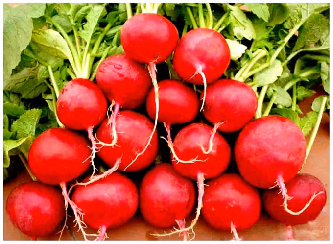 Củ cải đỏ cũng được anh Phan trồng trong nhà kính.