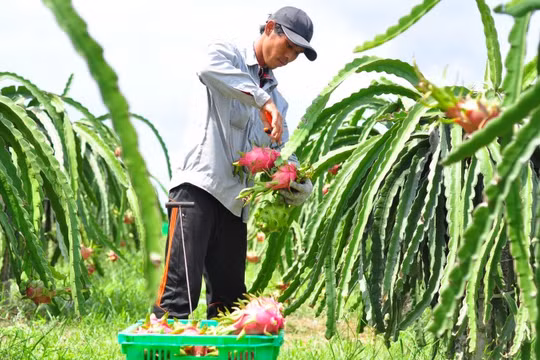 'Cởi trói' thủ tục mã số vùng trồng: Làm toàn trình trên mạng, tổ chức tự khai, tự chịu trách nhiệm