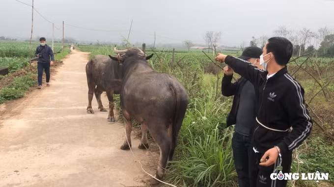 bat giu 2 doi tuong mo trang trai de hop thuc so trau bo trom cap hinh 1