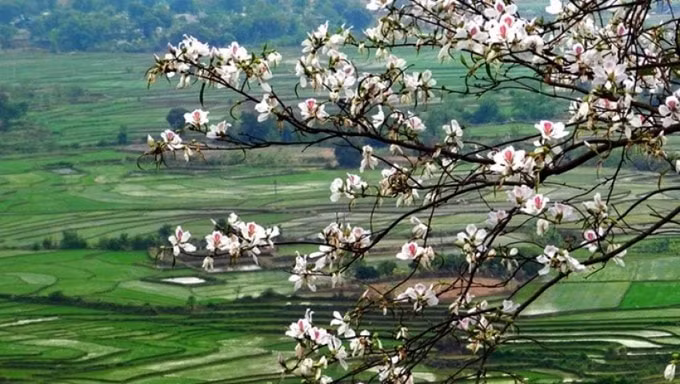 tinh dien bien dieu chinh thoi gian to chuc khai mac le hoi hoa ban hinh 1