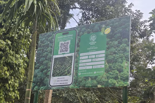 Đắk Lắk lập ‘bản đồ số’ bảo vệ thương hiệu sầu riêng