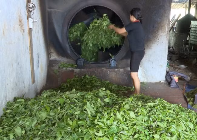 Nhờ đầu tư thêm máy sao chè, xưởng lại nằm ngay cạnh vườn trồng, nên trung bình mỗi tháng, tại xưởng của gia đình Bình Nguyên đã chế biến được 50 tấn chè khô