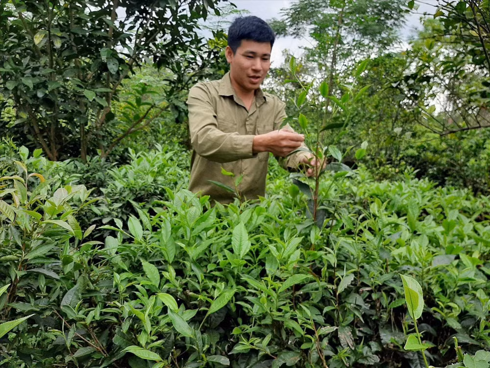 Anh Nguyễn Bình Nguyên đã và đang là tấm gương thanh niên trẻ làm giàu trên chính mảnh đất quê hương. (Ảnh: NVCC)