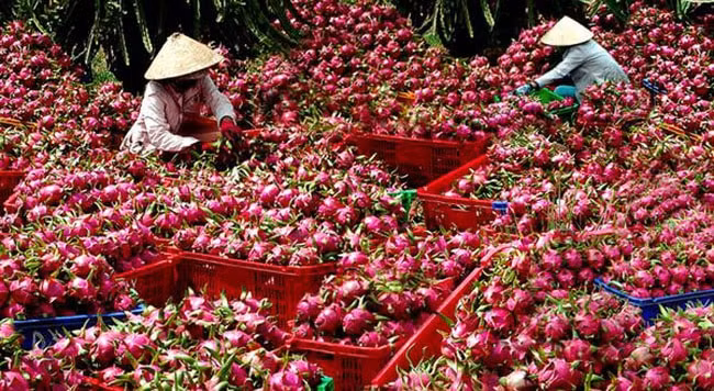 tang cuong kiem tra thanh long xuat khau sang chau au hinh 1