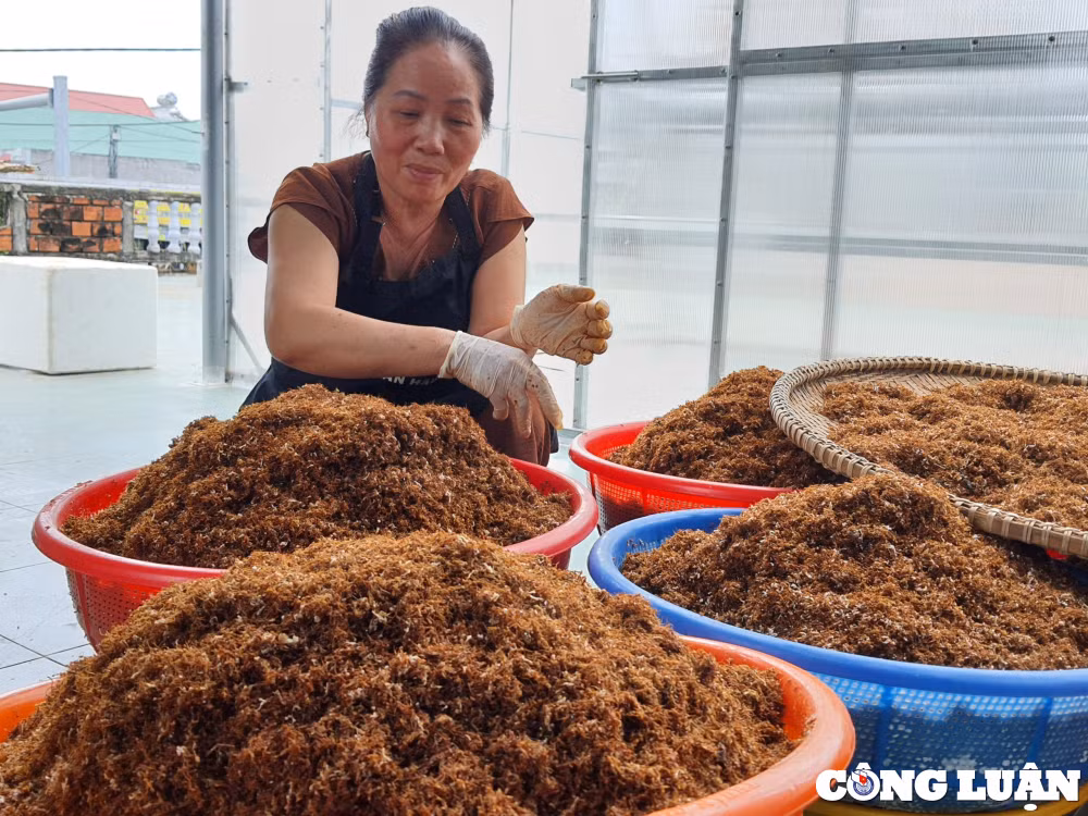 ve vung chao lua gia lai san kien vang lam muoi hinh 1