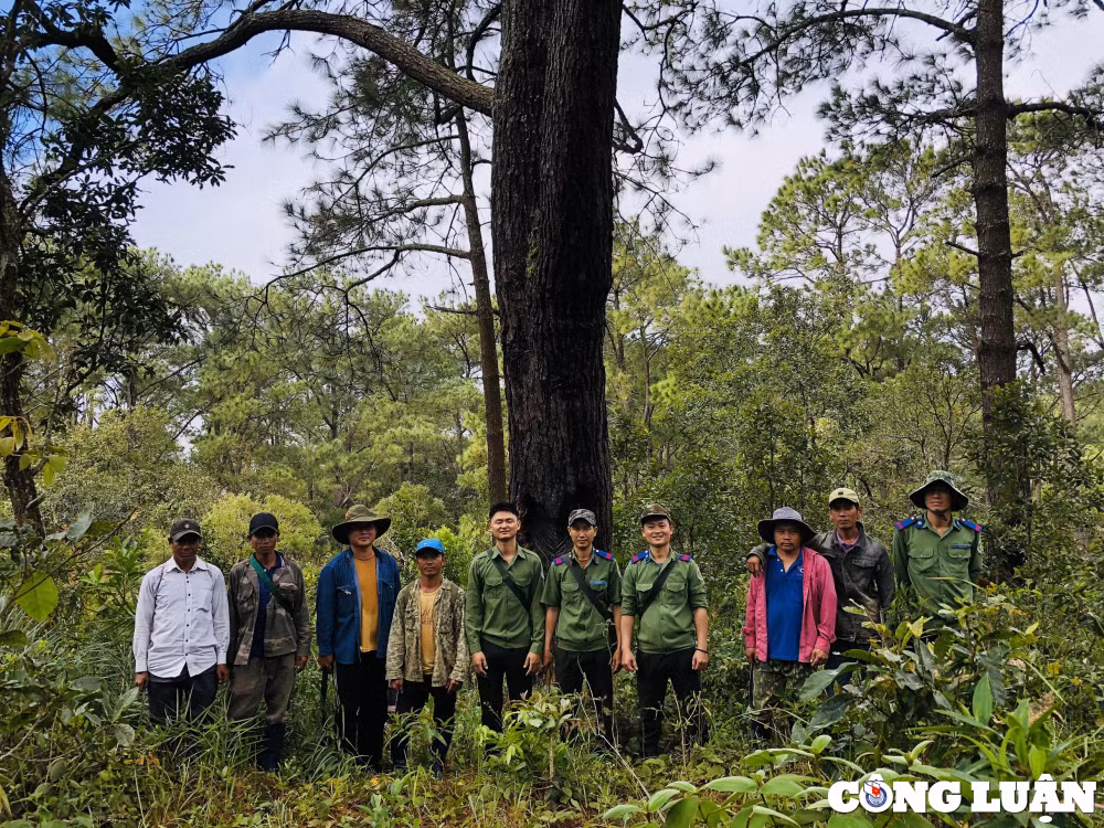 len cong troi ngam rung thong tu nhien duy nhat o gia lai hinh 11