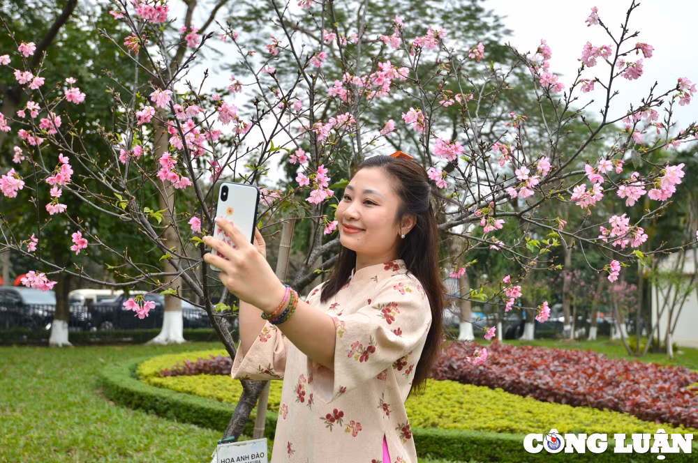 nguoi dan ha thanh dua nhau check in ben hoa anh dao nhat ban dang no ro hinh 8
