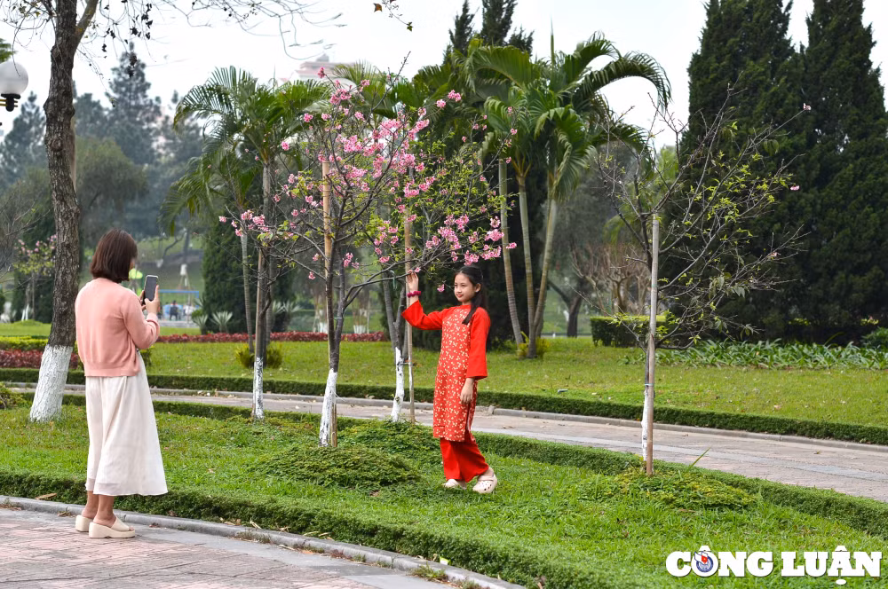 nguoi dan ha thanh dua nhau check in ben hoa anh dao nhat ban dang no ro hinh 10