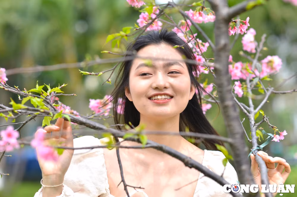 nguoi dan ha thanh dua nhau check in ben hoa anh dao nhat ban dang no ro hinh 7