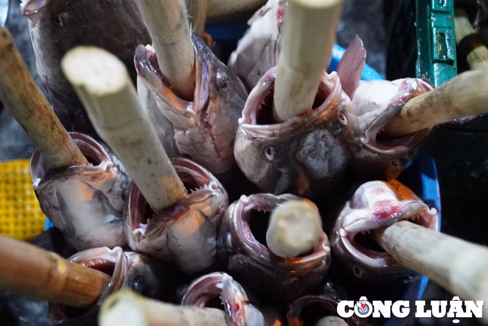 ca loc nuong ban ngay via than tai o tp hcm hinh 3