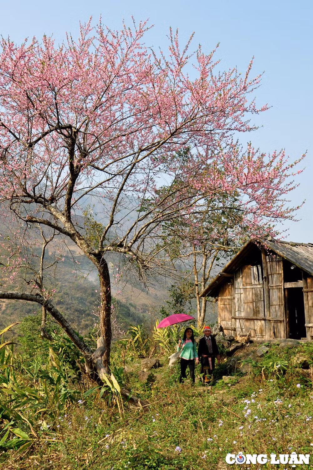 ngam hoa dao tuyet dep khoe sac xuan trong suong tai sa pa hinh 2