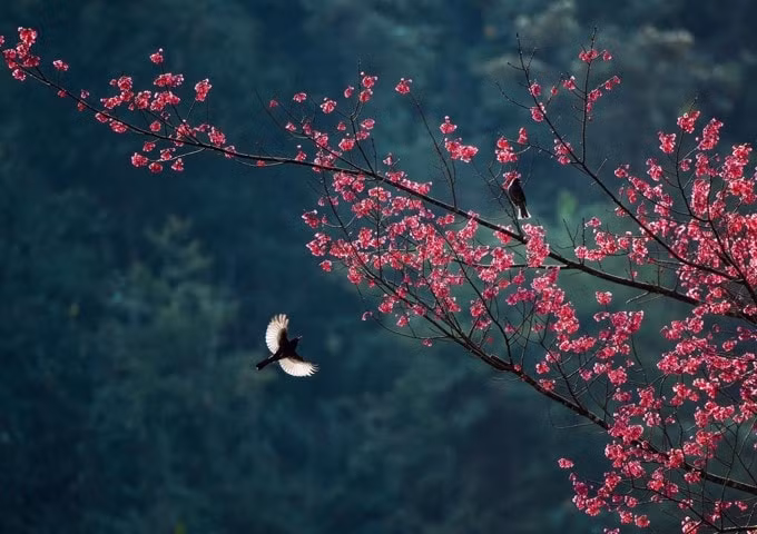 lang son xay dung thuong hieu hoa dao xu lang hinh 3
