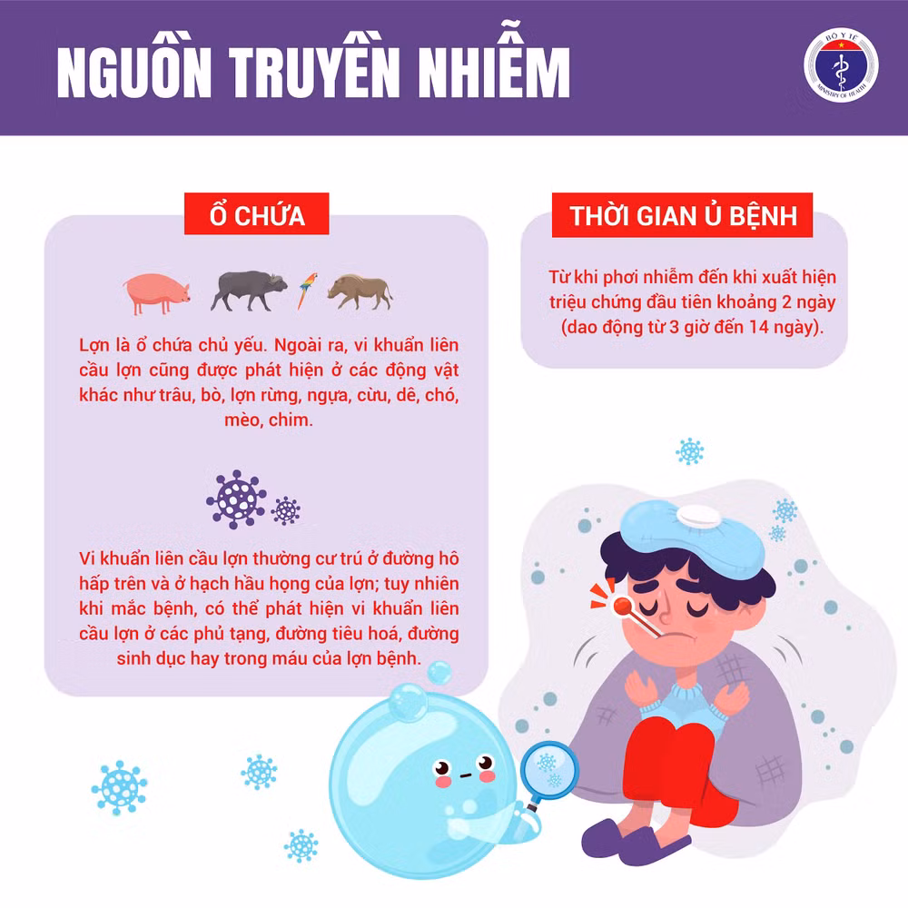 Liên cầu lợn 2