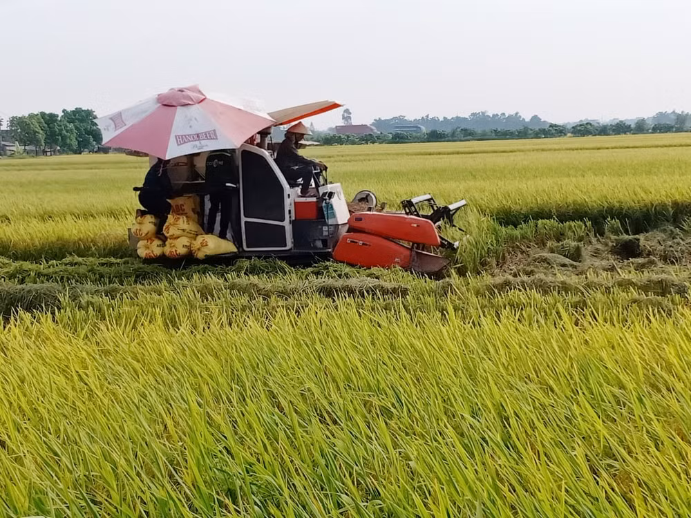 hung yen nang suat lua vu xuan dat trung binh 67 68 ta hec ta hinh 1