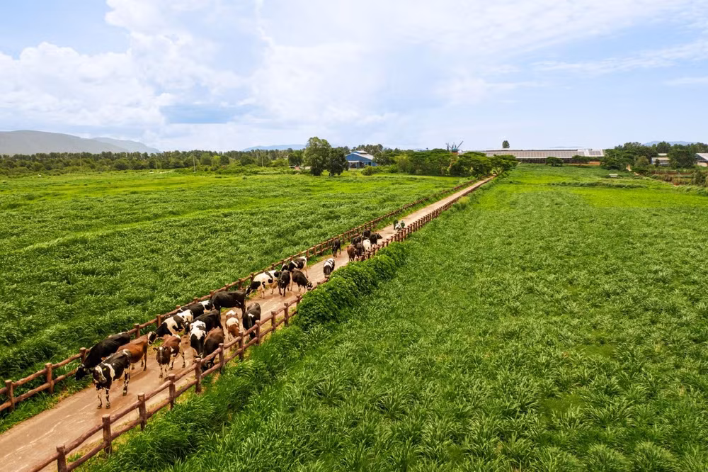 he sinh thai net zero vuot ra ngoai nhung trang trai xanh cua vinamilk hinh 1
