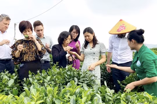 Thái Nguyên chuẩn bị tổ chức Festival Trà Quốc tế 2026 quy mô lớn